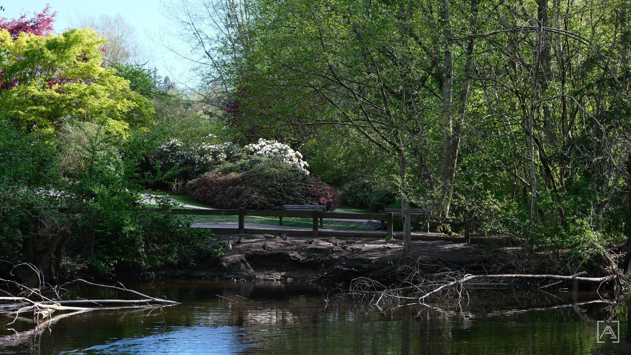 The Pond